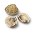 Open and closed fresh raw warty venus clam