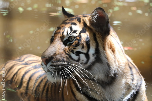 Plakat Tygrys tygrys tygrys sumatrzański