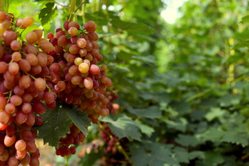 Wall Mural - Ripe grapes on the vineyard, harvest time. Future juice or wine.