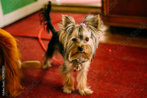 Dog Yorkshire Terrier Puppy Animal Cute Pet Yorkie Canine