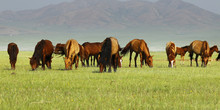  Horse Grazing Grass In The Grassland Of Mongolia