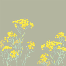 Helichrysum Arenarium. Medicinal Plant. Steppe Grass.Botanical Illustration. Yellow Flowers.sandless Immortelle.
