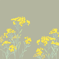 Helichrysum arenarium. Medicinal plant. Steppe grass.Botanical illustration. Yellow flowers.sandless immortelle.
