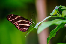 Heliconius Charithonia, The Zebra Longwing Butterfly On A Grean Leaf With Green Vegetation Background