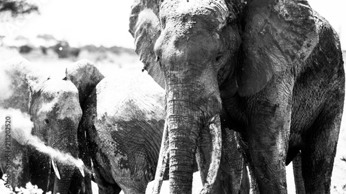 Obraz na płótnie Słoń czarno-biały