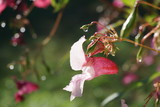 Fototapeta Storczyk - Bach, Lilien, pink, rosa, Gewässer, Guten Morgen, Tau