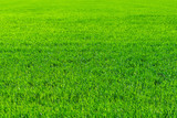 Fototapeta Maki - Young wheat field in spring, seedlings growing in a soil. Green wheat field, prouts of wheat. Close up. Selective focus. Agronomic background