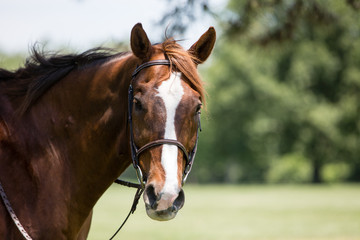 portrait of a horse