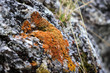 Old rock with gold moss