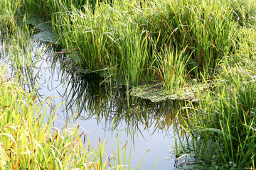 Sticker - Small river or brook or lake with green water plants