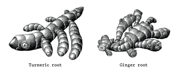 Ginger root and Turmeric root botanical hand draw vintage clip art isolated on white background