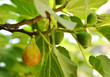Fig tree with fruits