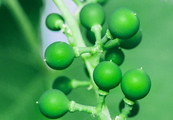 green macro grapes