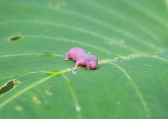 Newly born rats. small mouses. on green leave background.