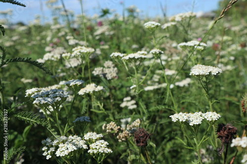 Common yarrow, Achillea millefolium. White flowers, Asteraceae. Summer, wildf...