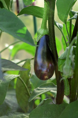 Poster - Aubergine is growing in a greenhouse in the garden