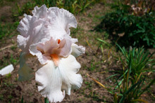 Iris Germanica Is The Accepted Name For A Species Of Flowering P