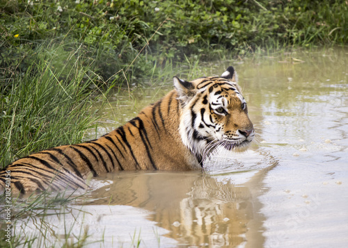 Plakat Tygrys w wodzie