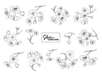 Set of blooming cherry japanese sakura. Stock vector illustration. Isolated on white background. Outline drawing.