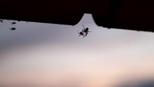 A Silhouette Of Two Spiders Fighting Each Other In Slow Motion As They Hang Under A Bridge.