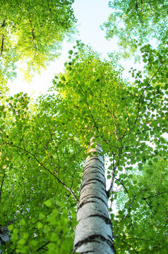 tree trunks of birches in summer, bottom view