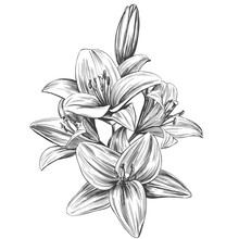 Floral Blooming Lilies Vector Illustration Hand Drawn Vector Illustration Realistic Sketch