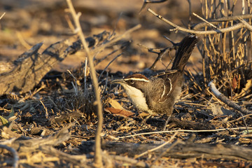 Wall Mural - Chestnut-crowned Babbler (Pomatostomus ruficeps)