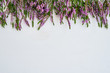 Border of common heather on white background. Copy space, top view.