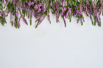 border of common heather on white background. copy space, top view.