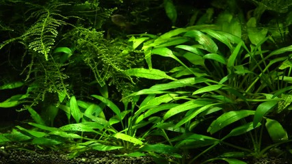 Wall Mural - Plants in the aquarium tank. Air bubbles. Shrimp in the background. 4K, UHD, 50p,Panning,Closeup, 