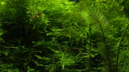 Wall Mural - Plants in the aquarium tank. Air bubbles. Shrimp in the background. 4K, UHD, 50p,Panning,Closeup, 