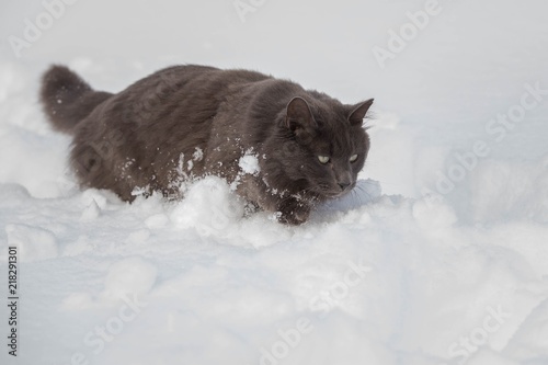 Russian Blue Gray Cat Walking Through Deep Snow Buy This Stock