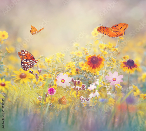 Butterflies in a meadow