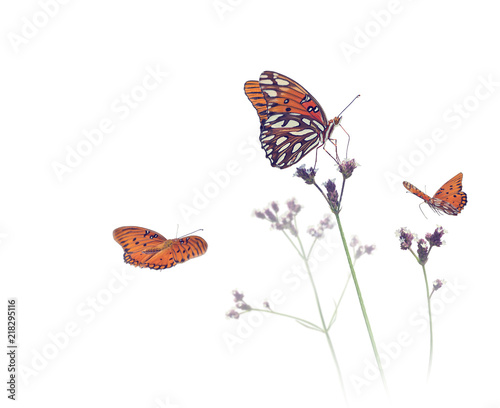 Gulf Fritillary butterflies in a meadow