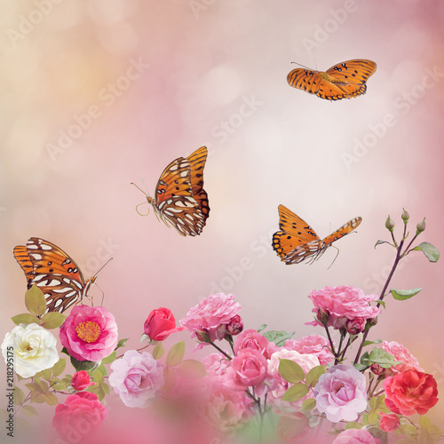 Gulf Fritillary butterflies in a rose garden