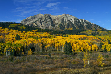 Wall Mural - Colorful Aspen in the Rocky Mountains of Colorado