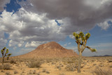 Fototapeta Sawanna - Mojave, Mojave Desert, Mojave Desert California