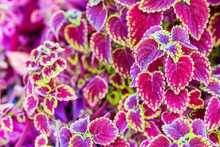 Oleus Is A Popular Ornamental Plant Grown In Pots To Decorate The Garden, Coleus Has Colorful Leaves.