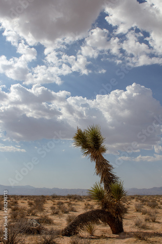 Fotografie, Obraz Mojave, Mojave Desert, Mojave Desert California