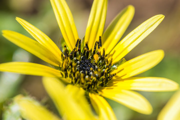 Yellow Flower