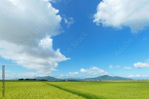 新潟県新潟市 越後平野の水田から弥彦山 角田山の見える風景 Stock Photo Adobe Stock