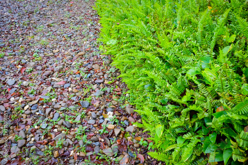 Ferns on the ground.
