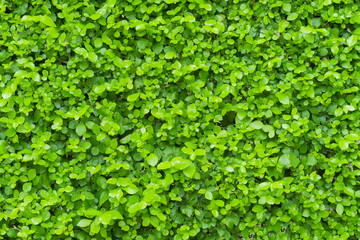 Wall Mural - green leaf background, spring season.