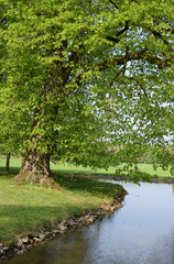 Poster - Baum an einem Bach