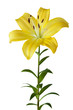 Beautiful yellow lily on a white background. Isolated on white background a lily flower with a stem and leaves.