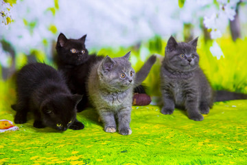 Kittens Scottish black and blue