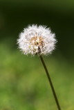 Fototapeta  - Dandelion flower, blurry green grass background