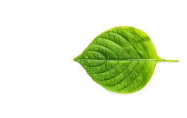 Green leaf on white background with copy space