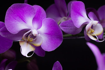 Orchid 02