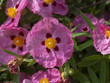© Marc - Cistus purpureus. Fleurs de ciste pourpre.